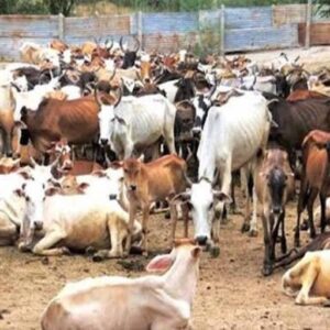 Uttarakhand Cow Service Commission issued guidelines for the protection of destitute cows.